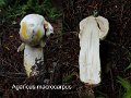Agaricus macrocarpus-amf154